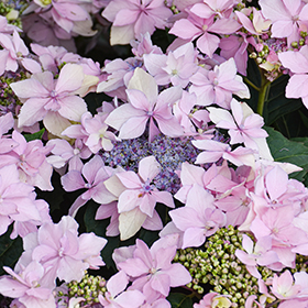 Plant Photo 8