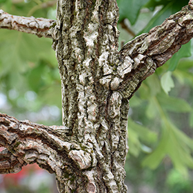 Plant Photo 8