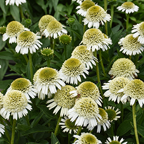 Plant Photo 2