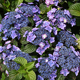 Plant Photo 9