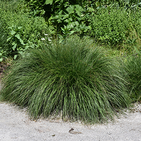 Plant Photo 2