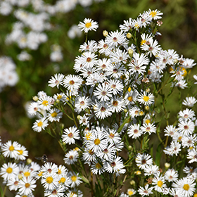 Plant Photo 6