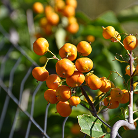 Plant Photo 5